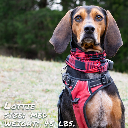 Buffalo Plaid Pup Scruff